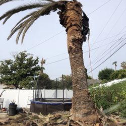 Morales Tree Service