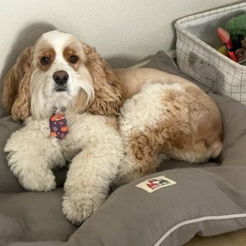 Wag-N-Tails - Cute business Cocker Spaniel - Pet Groomers Near Me - Las Vegas, Nevada