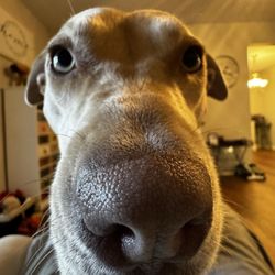 Paws Humane - Human, I want a taste of what you're eating!
