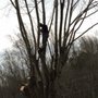 Lowdens Tree Service
