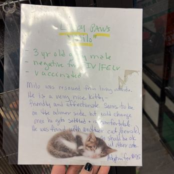 Pet Supplies Plus Fairview Park - Milo is an adult male, 3 years old and AVAILABLE - Pet Stores Near Me - Fairview Park, Ohio Pet Supplies Plus Fairview Park - Milo is an adult male, 3 years old and AVAILABLE - Pet Stores Near Me - Fairview Park, Ohio