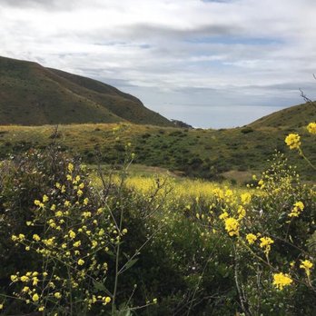 Sycamore Canyon Campground - April 2017. Wildflowers! Just steps away from our campsite. - Parks Near Me - Malibu, California Sycamore Canyon Campground - April 2017. Wildflowers! Just steps away from our campsite. - Parks Near Me - Malibu, California