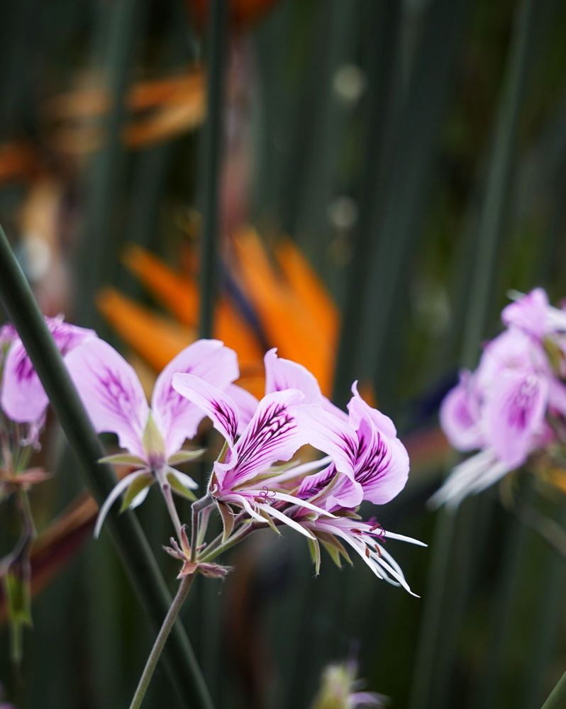 Secret Garden Utica Ny Reviews - leosadesign