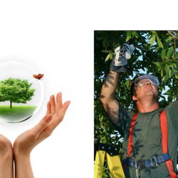 Greener Earth Tree Services - Tree Services Near Me Greener Earth Tree Services - Tree Services Near Me