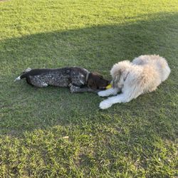 Lake Druid Park Dog Run