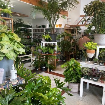 Paraíso Plant Studio - Nurseries & Gardening Near Me - Berkeley, California