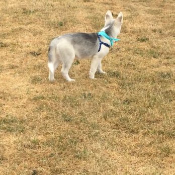 PetSmart - Pet Training Near Me - Federal Way, Washington PetSmart - Pet Training Near Me - Federal Way, Washington