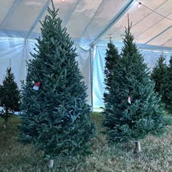 Happ's Christmas Trees - Great variety of trees and sizes. The trees look health and the branches are full.