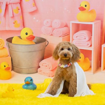 Pixie Sticks Dog Boutique - Spaw day Photoshoot June 2026 - Pet Groomers Near Me - Gilbert, Arizona Pixie Sticks Dog Boutique - Spaw day Photoshoot June 2026 - Pet Groomers Near Me - Gilbert, Arizona