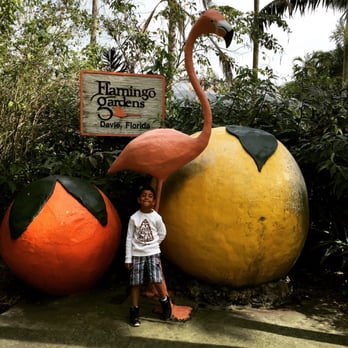 Flamingo Gardens - Isaac loves it here - Botanical Gardens Near Me - Davie, Florida