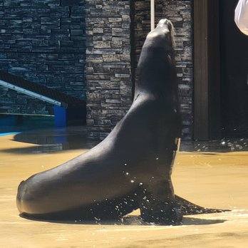 Otter Outlook - Amusement Parks Near Me - San Diego, California Otter Outlook - Amusement Parks Near Me - San Diego, California
