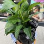 Photo of B NYC Dollar Plus