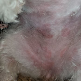Spot Srq - Red, unexplained hot spots on the belly. - Pet Groomers Near Me - Sarasota, Florida Spot Srq - Red, unexplained hot spots on the belly. - Pet Groomers Near Me - Sarasota, Florida