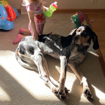 Larimer Humane Society - As you can see he is very aggressive lol! - Animal Shelters Near Me - Loveland, Colorado Larimer Humane Society - As you can see he is very aggressive lol! - Animal Shelters Near Me - Loveland, Colorado