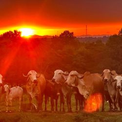 Circle M Safari Park - Sunset at Circle M