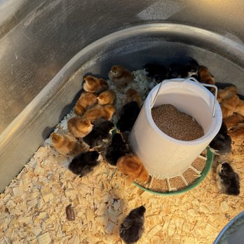 Rural King - Baby chicks. - Home & Garden Near Me - Front Royal, Virginia