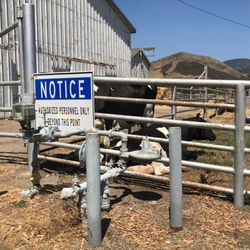 Cows
