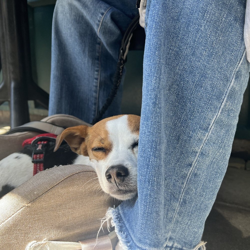 Stationæry - Stella! Dog friendly patio - Coffee & Tea Near Me - Carmel-by-the-Sea, California Stationæry - Stella! Dog friendly patio - Coffee & Tea Near Me - Carmel-by-the-Sea, California