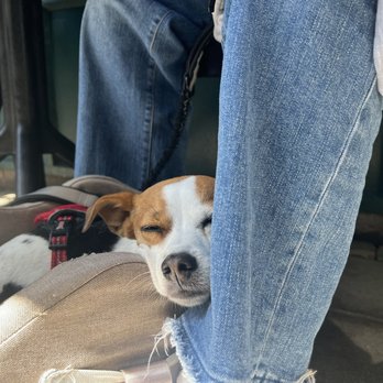 Stationæry - Stella! Dog friendly patio - Coffee & Tea Near Me - Carmel-by-the-Sea, California