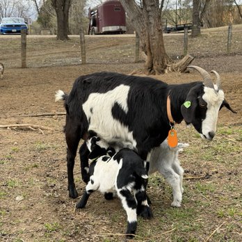 Charming Hill Farm - Attraction Farms Near Me - Amissville, Virginia