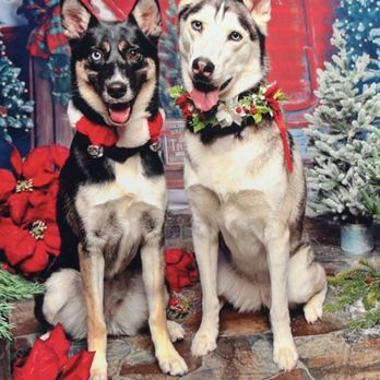 Canine Couture Grooming - Christmas photos after they got groomed, they look so clean and shiny - Pet Groomers Near Me - Suwanee, Georgia