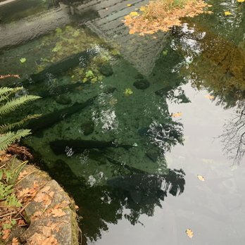 Bonneville Dam Fish Hatchery - Pond for the sturgeon - Aquariums Near Me - Cascade Locks, Oregon