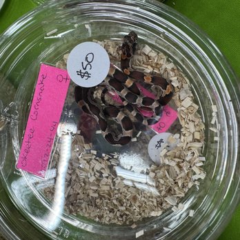 Austin Reptile Shows - Tiny snakes - Event Planning & Services Near Me