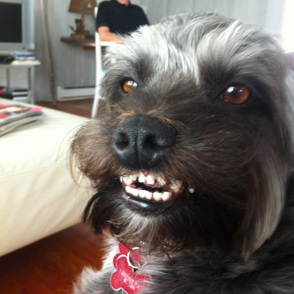 AG Acupuncture - Ozzy is happy his mom is feeling better. Thanks Ana!!! - Acupuncture Near Me - Bronx, New York AG Acupuncture - Ozzy is happy his mom is feeling better. Thanks Ana!!! - Acupuncture Near Me - Bronx, New York