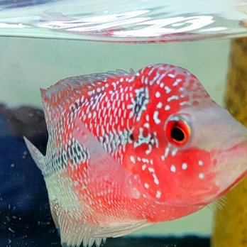 Houston Aqua - Local Fish Stores Near Me - Houston, Texas Houston Aqua - Local Fish Stores Near Me - Houston, Texas