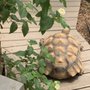 Photo of Western Colorado Botanical Gardens