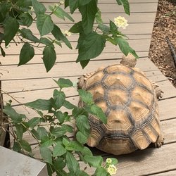 Western Colorado Botanical Gardens - A turtle
