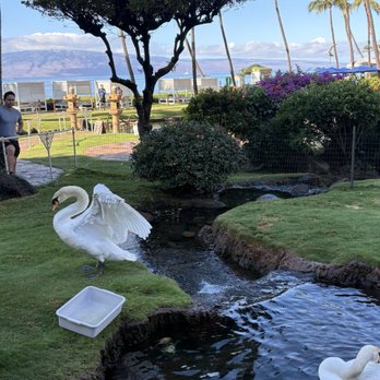 SpaWell Maui at Hyatt Regency Maui Resort - Hotels Near Me - Lahaina, Hawaii