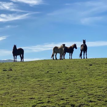 Lone Tree Ranch - Horse Boarding Near Me - Tracy, California Lone Tree Ranch - Horse Boarding Near Me - Tracy, California