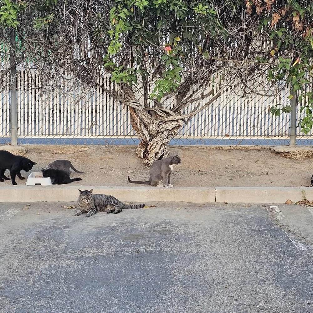 MAB Realty - Sampson Ave Colony Cats - Property Management Near Me - Corona, California MAB Realty - Sampson Ave Colony Cats - Property Management Near Me - Corona, California
