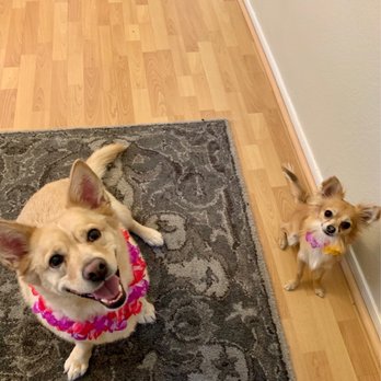 Johnny's Doghouse - Kaiya and Cash! - Pet Groomers Near Me - Tempe, Arizona Johnny's Doghouse - Kaiya and Cash! - Pet Groomers Near Me - Tempe, Arizona