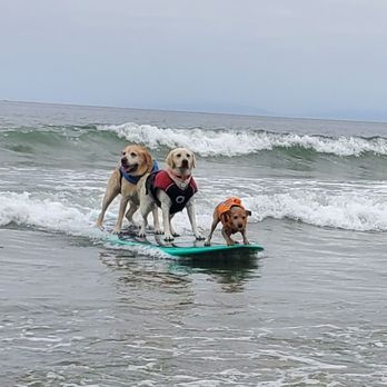 World Dog Surfing Championships - Dog surfing - Races & Competitions Near Me - Pacifica, California World Dog Surfing Championships - Dog surfing - Races & Competitions Near Me - Pacifica, California