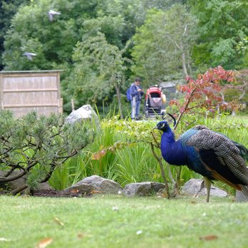 Holland Park - Parks Near Me - London, XGL Holland Park - Parks Near Me - London, XGL