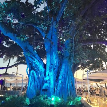 The Beach Bar - Banyan tree at The beach Bar - Bars Near Me - Honolulu, Hawaii
