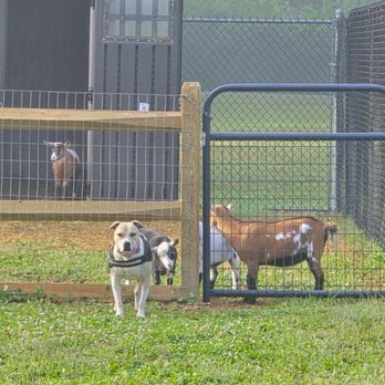 Homestead Hounds Pet Sitting - Our little tough girl being all sheepish with the goaties!! - Pet Sitting Near Me
