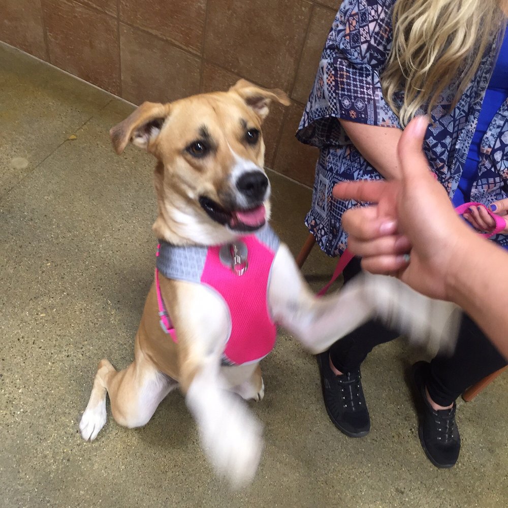 PetSmart - Stick em up CJ! - Pet Training Near Me - Rosemead, California PetSmart - Stick em up CJ! - Pet Training Near Me - Rosemead, California