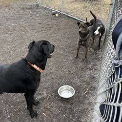 Gettysburg Dog Park