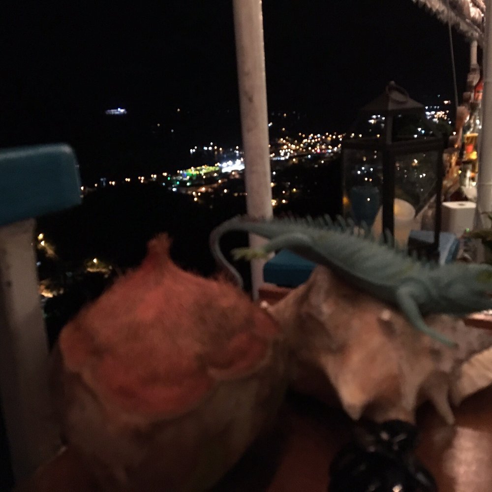 Mafolie Hotel & Restaurant - Iguana and the view - Hotels Near Me - St. Thomas, Virgin Islands Mafolie Hotel & Restaurant - Iguana and the view - Hotels Near Me - St. Thomas, Virgin Islands