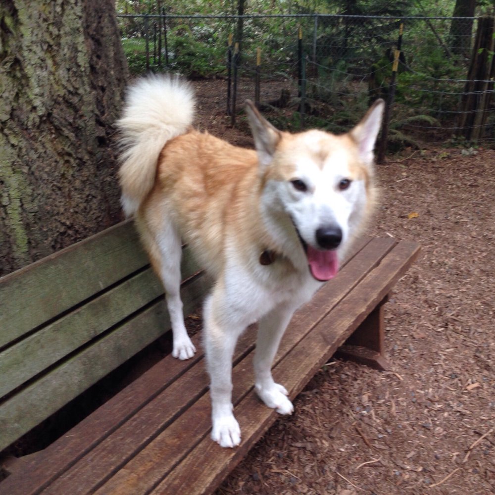 Northacres Park - It has benches! - Dog Parks Near Me - Seattle, Washington Northacres Park - It has benches! - Dog Parks Near Me - Seattle, Washington
