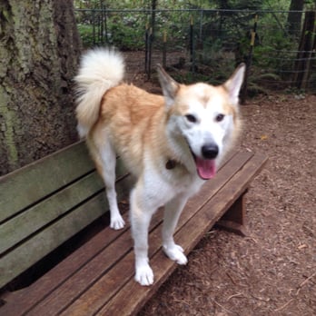 Northacres Park - It has benches! - Dog Parks Near Me - Seattle, Washington Northacres Park - It has benches! - Dog Parks Near Me - Seattle, Washington