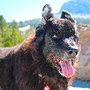 Photo of Little Paws Pet Care