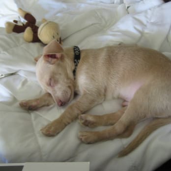 Joybound - Walter (formerly known as Banana Nut) is all tuckered out after keeping mommy up all night. - Animal Shelters Near Me - Walnut Creek, California Joybound - Walter (formerly known as Banana Nut) is all tuckered out after keeping mommy up all night. - Animal Shelters Near Me - Walnut Creek, California