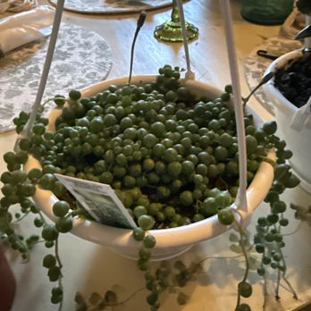 Michelle's Greenhouses - String of pearls - Nurseries & Gardening Near Me - Middleboro, Massachusetts