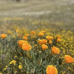 Eagle Rock Hike - Spring 2019