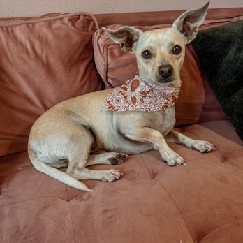 The Pretty Puppy - We LOVE Stephanie! - Pet Groomers Near Me - Ontario, California