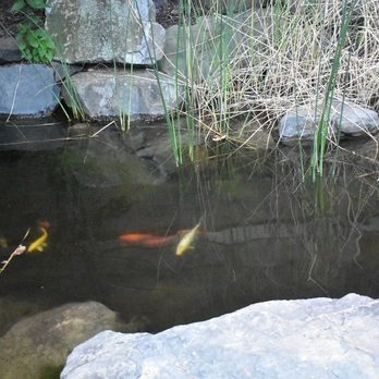 JMK Nippon - The outdoor pond - Japanese Near Me - Rockford, Illinois JMK Nippon - The outdoor pond - Japanese Near Me - Rockford, Illinois